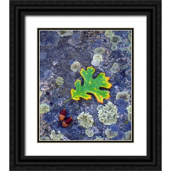 Talbot Frank, Christopher 26x30 Black Ornate Wood Framed with Double Matting Museum Art Print Titled - CA, Cuyamaca Rancho SP, Lichen covered rock