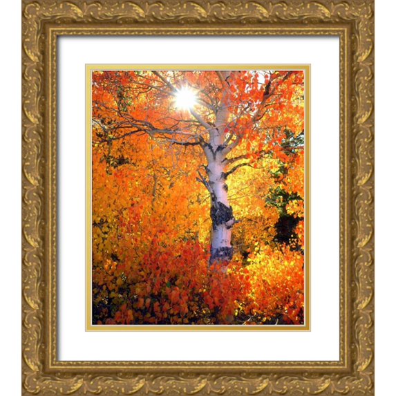 Talbot Frank, Christopher 26x30 Gold Ornate Wood Framed with Double Matting Museum Art Print Titled - CA, Autumn of aspen trees in the Sierra Nevada