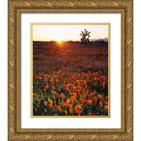 Talbot Frank, Christopher 26x30 Gold Ornate Wood Framed with Double Matting Museum Art Print Titled - CA, California Poppies and a Joshua Tree