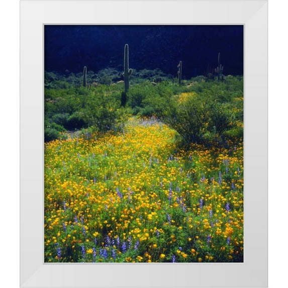 Talbot Frank, Christopher 26x30 White Modern Wood Framed Museum Art Print Titled - AZ, Organ Pipe Cactus NM flowers and Saguaro