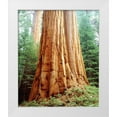 thumbnail image 1 of Talbot Frank, Christopher 26x30 White Modern Wood Framed Museum Art Print Titled - CA, Sierra Nevada Old-growth Sequoia Redwood, 1 of 4