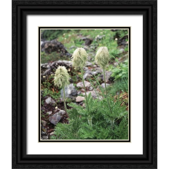 Talbot Frank, Christopher 26x32 Black Ornate Wood Framed with Double Matting Museum Art Print Titled - Canada, BC, Wildflowers in the Forest