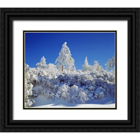 Talbot Frank, Christopher 30x26 Black Ornate Wood Framed with Double Matting Museum Art Print Titled - California, Cleveland NF, Laguna Mts Snowy trees