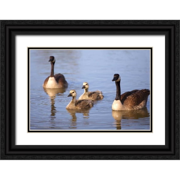 Talbot Frank, Christopher 32x23 Black Ornate Wood Framed with Double Matting Museum Art Print Titled - California, San Diego, Lakeside Canada Goslings