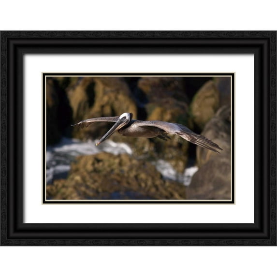 Talbot Frank, Christopher 32x23 Black Ornate Wood Framed with Double Matting Museum Art Print Titled - CA, La Jolla A Pelican Flying over the Coast