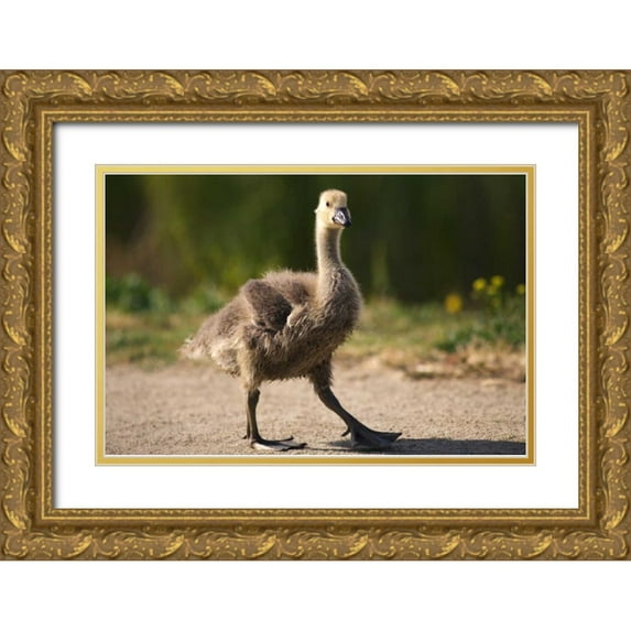 Talbot Frank, Christopher 32x23 Gold Ornate Wood Framed with Double Matting Museum Art Print Titled - California, San Diego, Lakeside Canadian Gosling