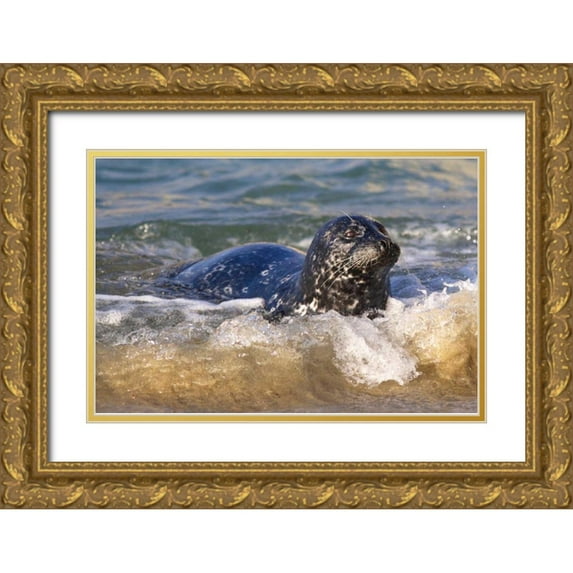 Talbot Frank, Christopher 32x23 Gold Ornate Wood Framed with Double Matting Museum Art Print Titled - CA, La Jolla A seal coming ashore on the coast