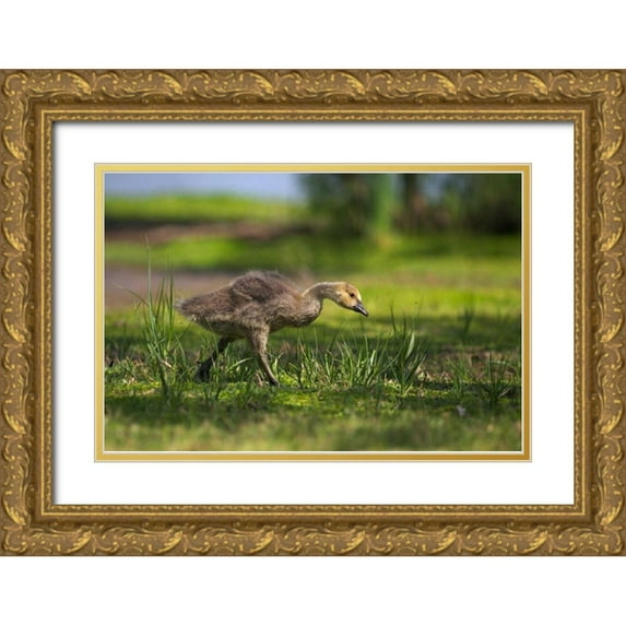 Talbot Frank, Christopher 32x23 Gold Ornate Wood Framed with Double Matting Museum Art Print Titled - CA, San Diego, Lakeside, Canadian goose gosling