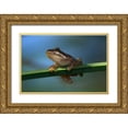 thumbnail image 1 of Talbot Frank, Christopher 32x23 Gold Ornate Wood Framed with Double Matting Museum Art Print Titled - CA, San Diego, Mission Trails A Baby Tree Frog, 1 of 4