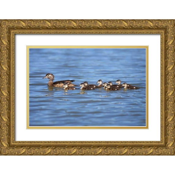 Talbot Frank, Christopher 32x23 Gold Ornate Wood Framed with Double Matting Museum Art Print Titled - California Wood Ducklings on Lindo Lake