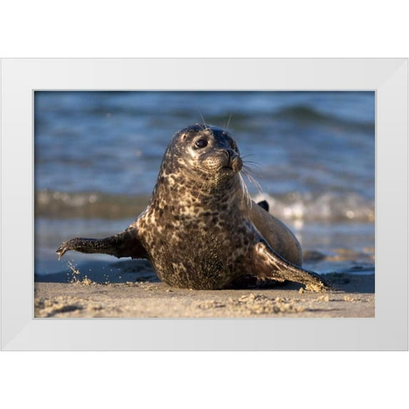 Talbot Frank, Christopher 32x23 White Modern Wood Framed Museum Art Print Titled - CA, La Jolla A baby seal in Childrens Pool