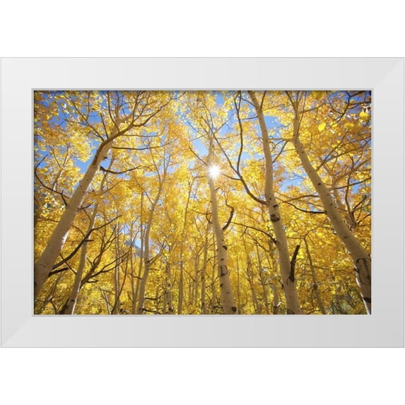 Talbot Frank, Christopher 32x23 White Modern Wood Framed Museum Art Print Titled - CA, Sierra Nevada Fall colors of aspen trees