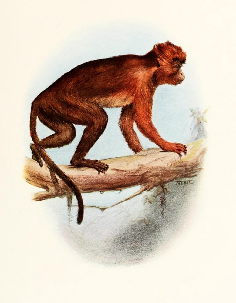 Talbot Review of the Primates 1913 Red Colobus Monkey Canvas Art - (18 x 24)