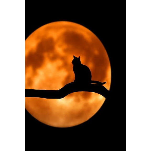 Talking to the Moon: Cats Are Nocturnal by Nature. They Vocalize to Connect to Each Other and to Us as Well. (Paperback)