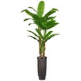thumbnail image 1 of Tall Banana Tree With Real Touch Leaves with Fiber Stone Planter, 1 of 3