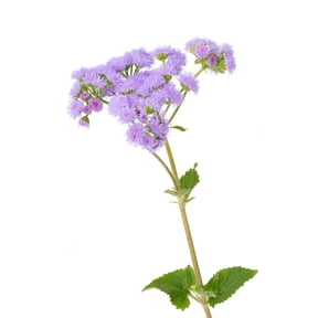 Tall Blue Planet Ageratum Flossflower Mink Cut Flowers Premium Seed Packet
