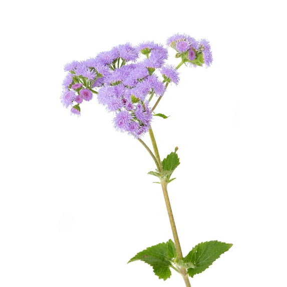 Tall Blue Planet Ageratum Flossflower Mink Cut Flowers Premium Seed Packet