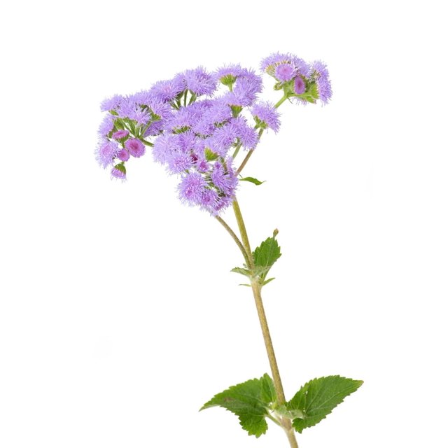 Tall Blue Ageratum MMF7 Flossflower Mink Cut Flowers Premium