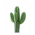 thumbnail image 1 of Tall Cactus Plant Succulent, 1 of 8