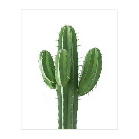 Tall Cactus Plant Succulent
