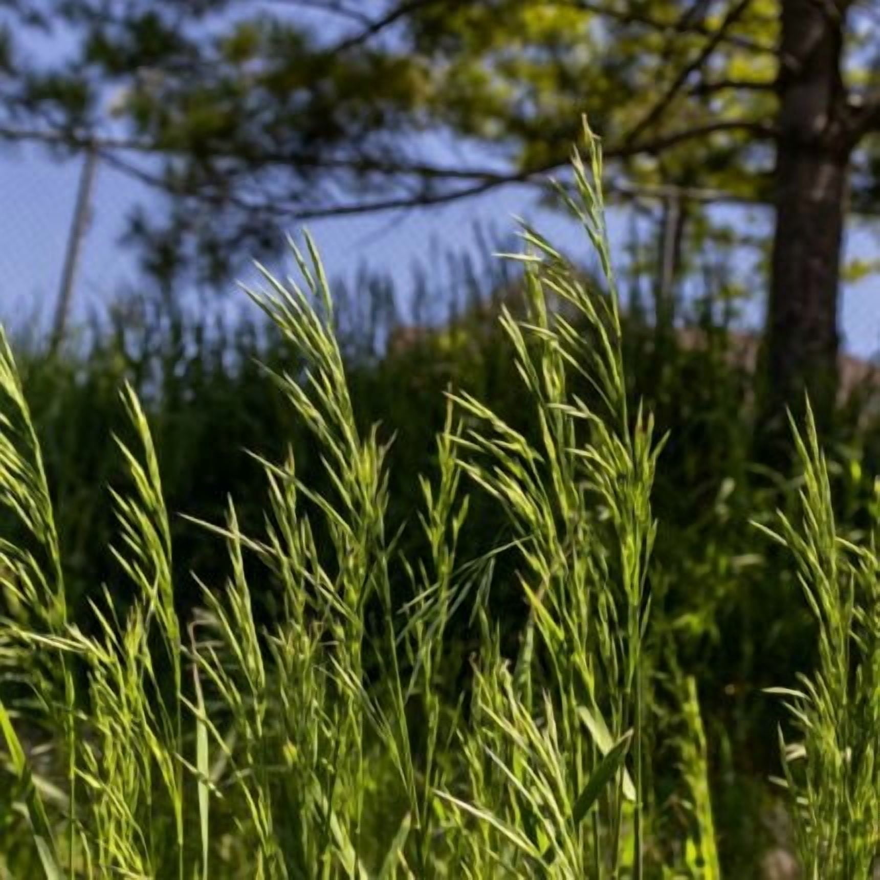 Nature's Seed Tall Fescue Grass Seed - 5 Lb