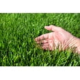 thumbnail image 1 of Tall Fescue Grass Seeds for Planting (3 Pounds), 1 of 3