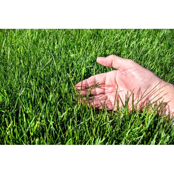 Tall Fescue Grass Seeds for Planting (3 Pounds)