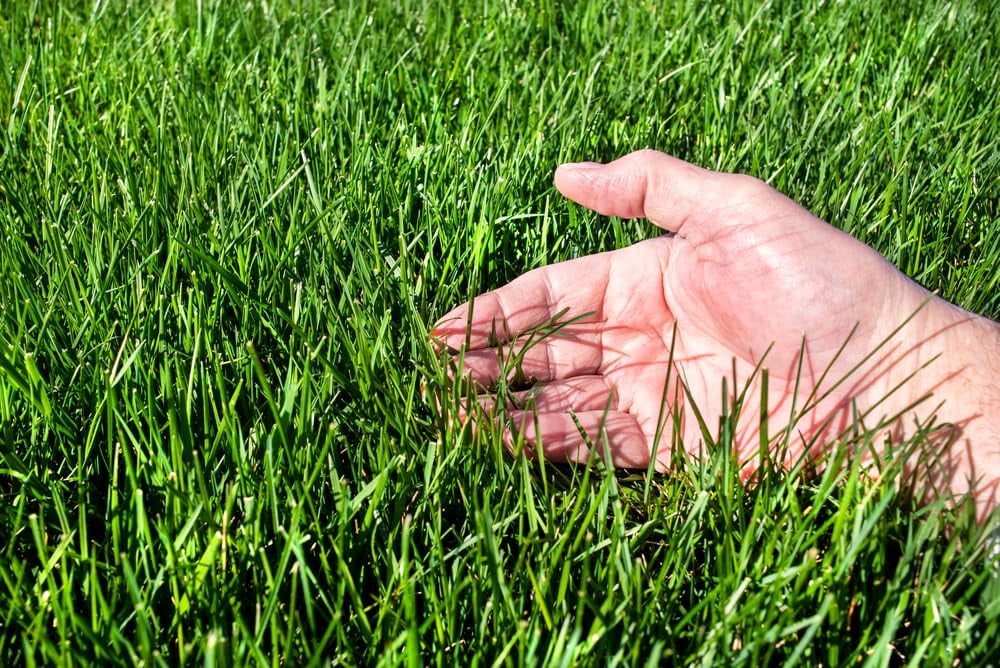 Tall Fescue Grass Seeds for Planting (5 Pounds)