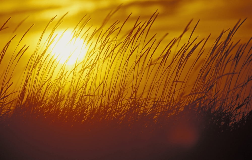 Tall Grass Backlit By Sunset Sc Ak Autumn Silhouette Canvas Art - Hal Gage Design Pics (38 x 24)