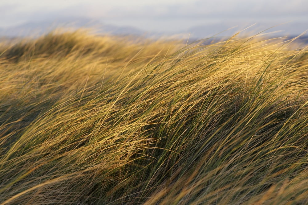 Tall Grass Blowing In The Wind Canvas Art - Peter McCabe Design Pics (34 x 22)
