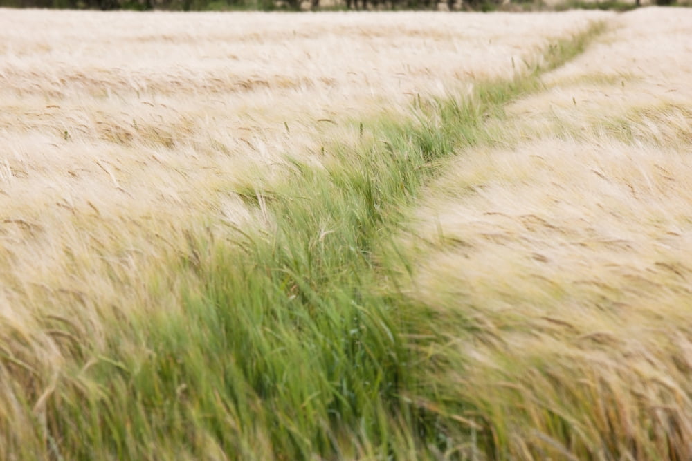 Tall Grass In A Field Canvas Art - John Short Design Pics (19 x 12)