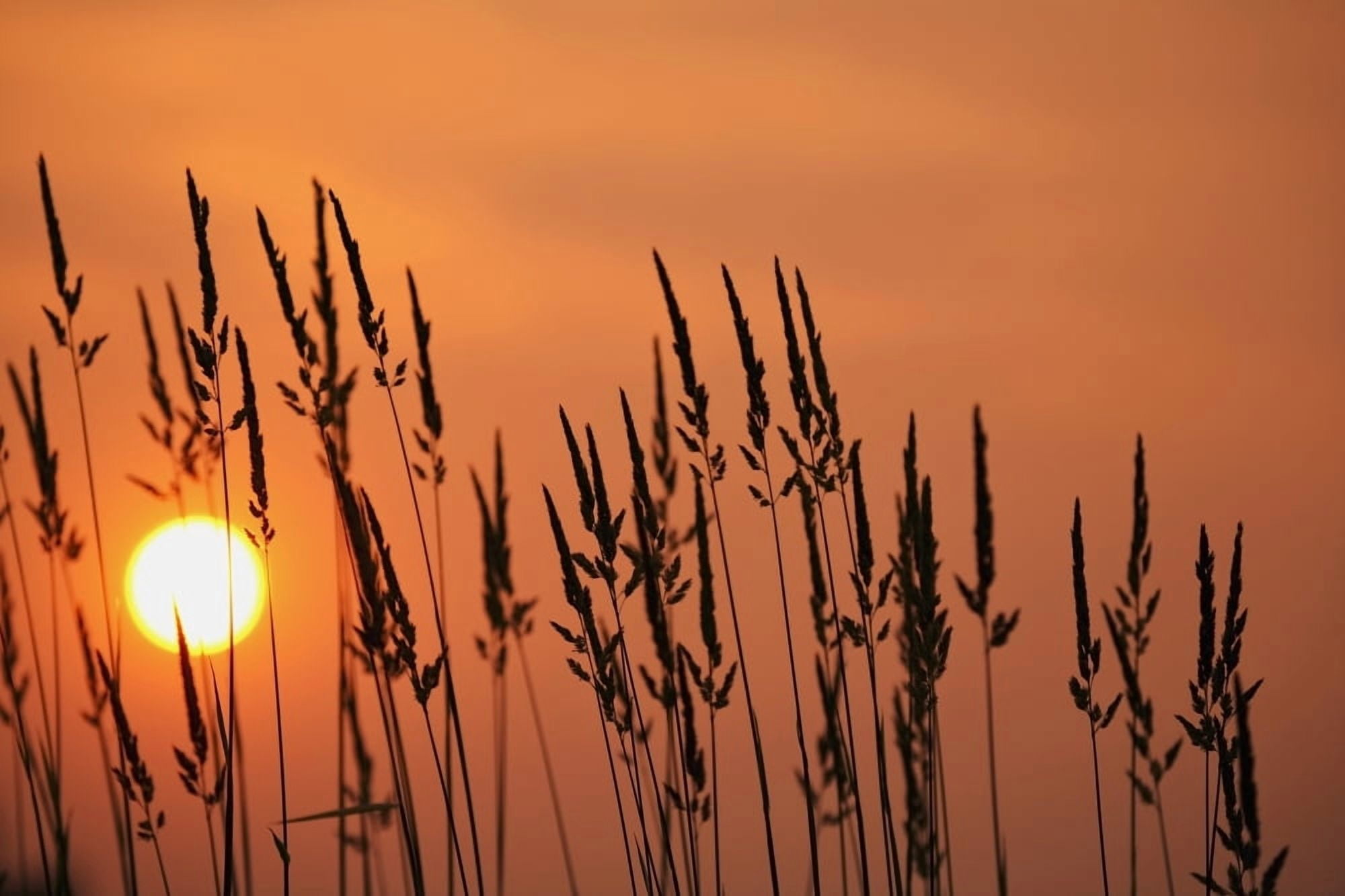 Tall Grass In A Sunset Canvas Art - Craig Tuttle Design Pics (19 x 12)