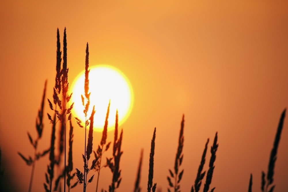 Tall Grass In A Sunset Canvas Art - Craig Tuttle Design Pics (38 x 24)