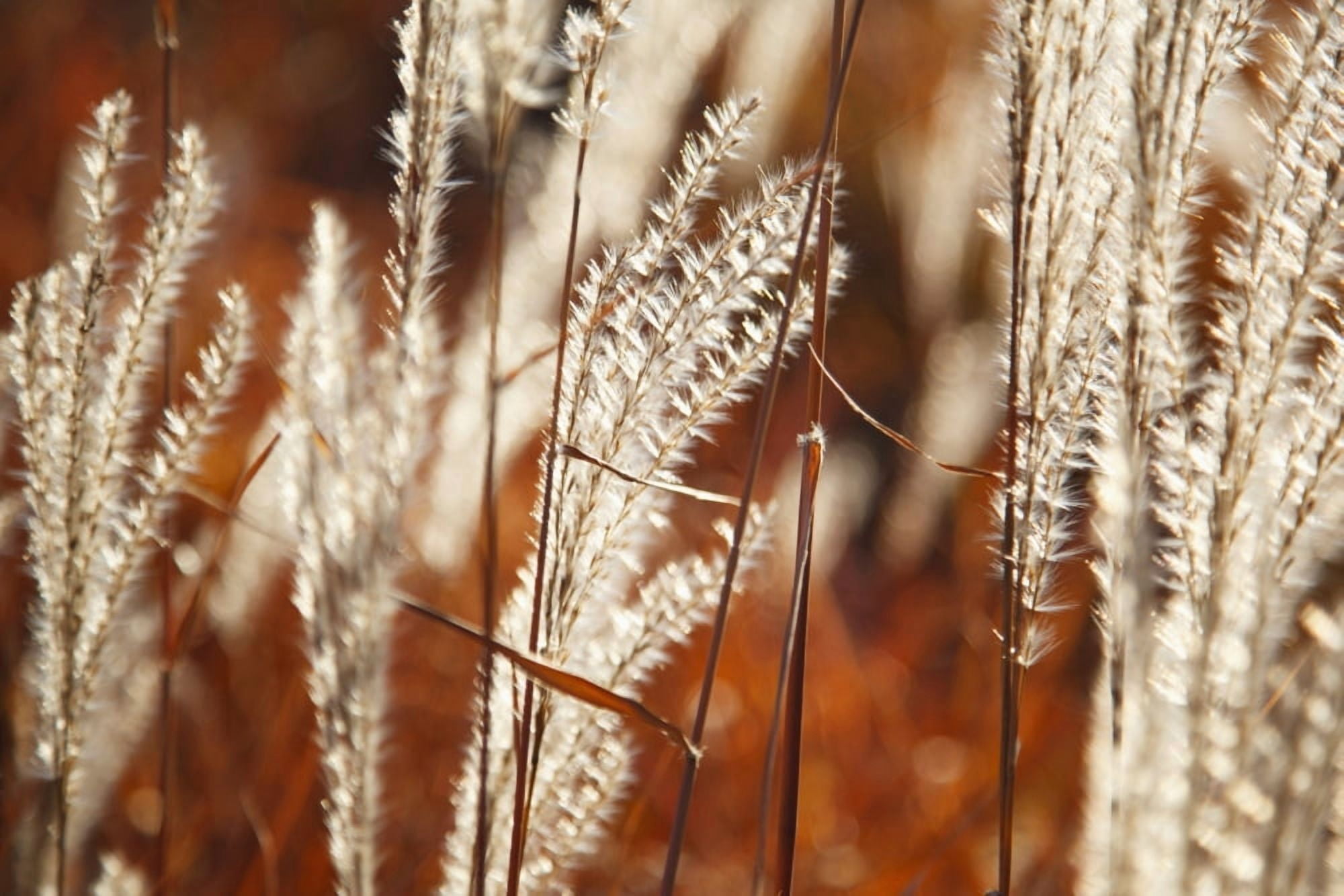 Tall Grass Portland Oregon United States Of America Canvas Art - Craig Tuttle Design Pics (19 x 12)