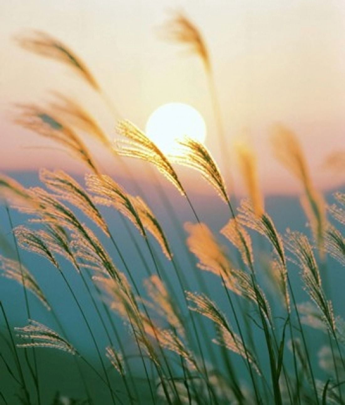 Tall Grass with Sunset in Background Silhouette Canvas Art - Panoramic Images (31 x 36)