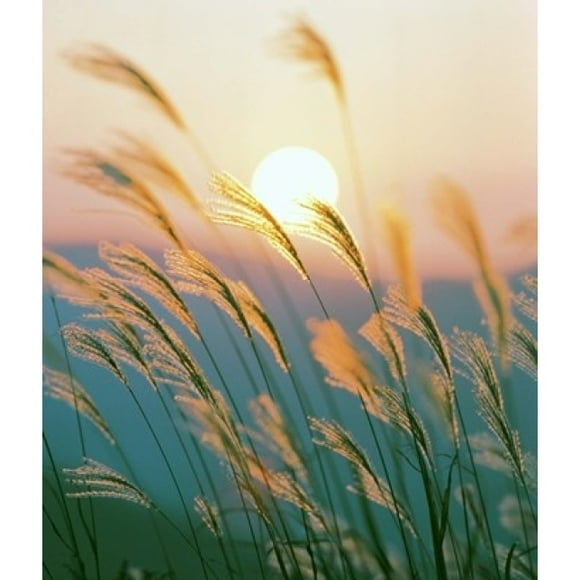 Tall Grass with Sunset in Background, Silhouette Poster Print by Panoramic Images (31 x 36)