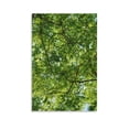 thumbnail image 1 of Tall Green Trees Poster Wall Art Poster Scroll Canvas Painting Picture Living Room Decor Home 08x12inch(20x30cm), 1 of 6