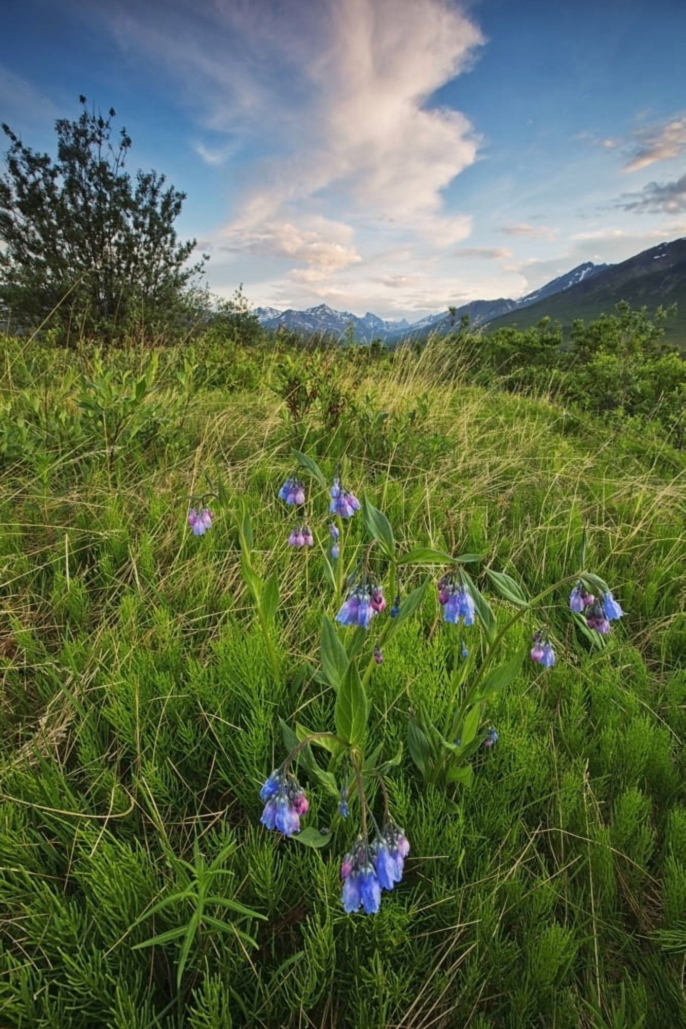 Tall Lungwort Flowers With The Klondike Valley In The DistanceYukon Canada Canvas Art - Robert Postma Design Pics (12 x 19)