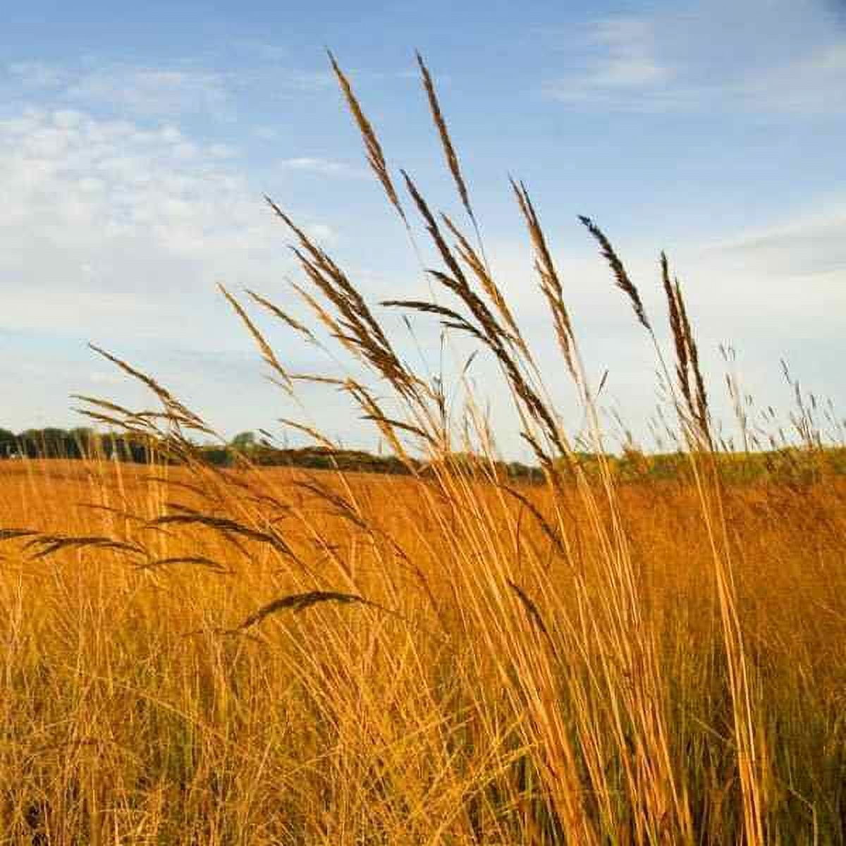 Tall Native Prairie Drought Tolerant Grass Seed Mix For Xeriscape Landcapes - 1 LB