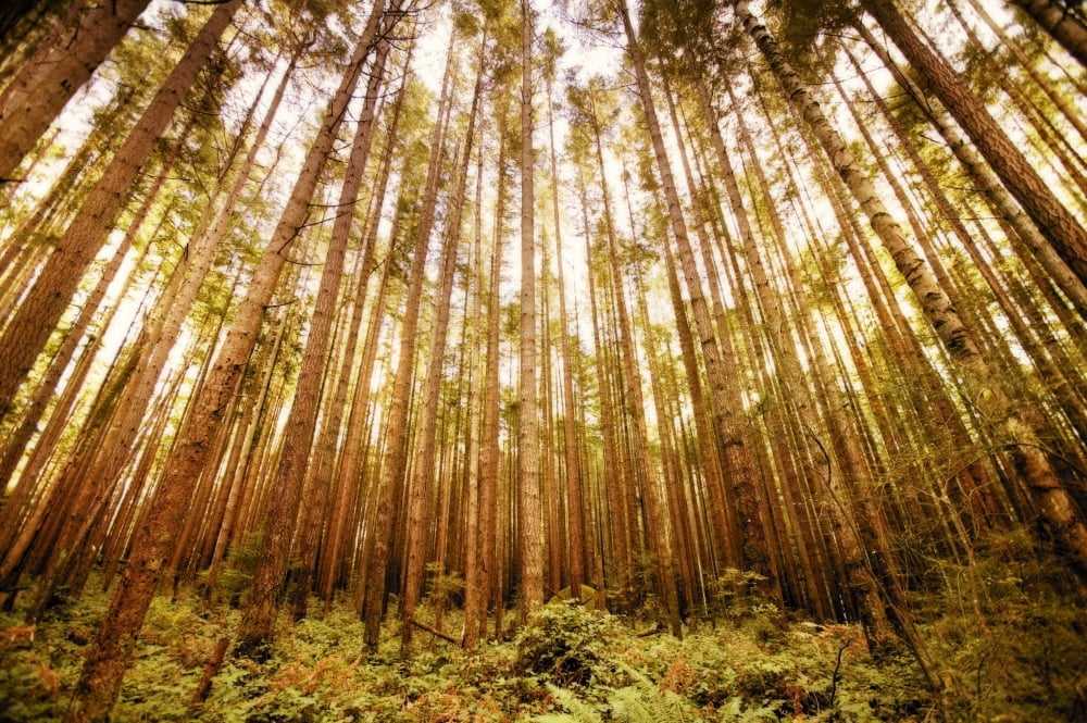 Tall Trees Canvas Art - Con Tanasiuk Design Pics (34 x 22)