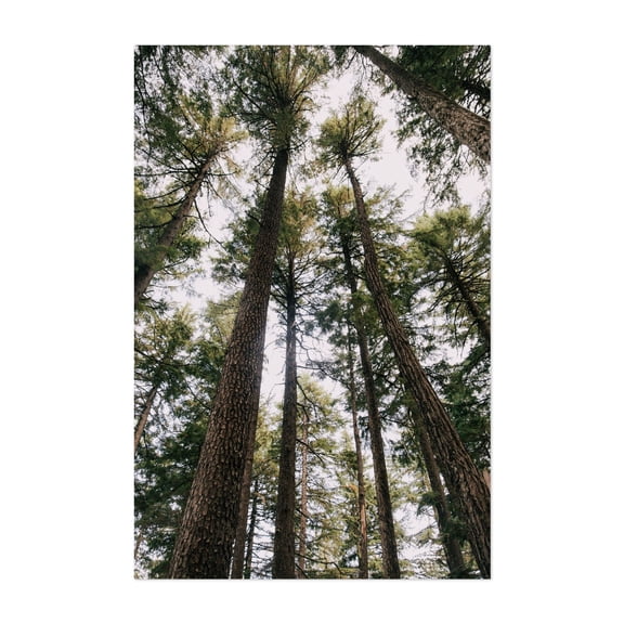 Tall Trees - Photography Forest Nature Woodland Scenic Wilderness Landscape Unframed Wall Art Print 20 x 30 inches