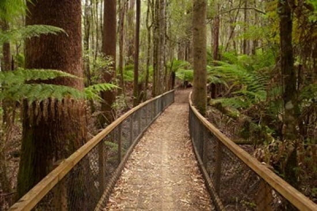 Tall Trees Walk Mount Field National Park Tasmania Australia Canvas Art - David Wall DanitaDelimont (36 x 24)