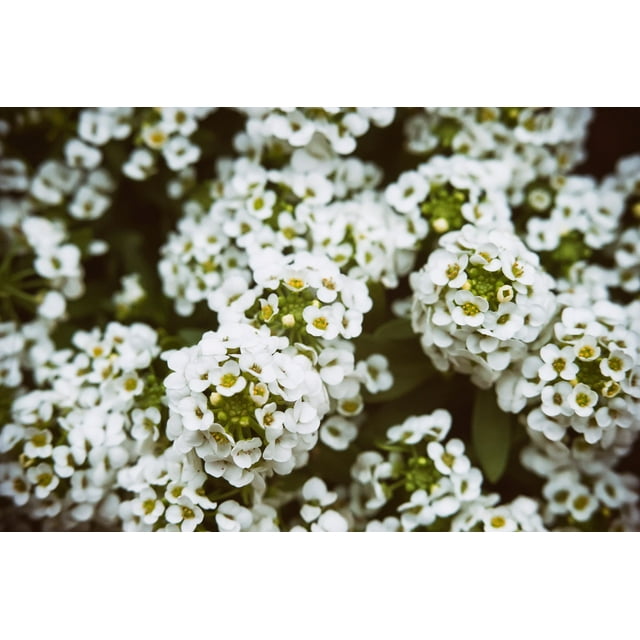 Tall White Sweet Alyssum / Annual/ Full Sun/2400 Seeds 1 Gram