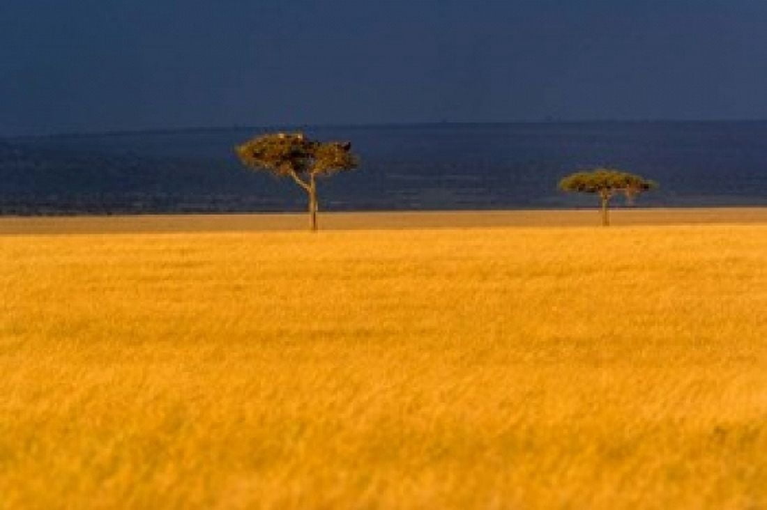 Tall grass Umbrella Thorn Acacia Masai Mara Kenya Canvas Art - Adam Jones DanitaDelimont (24 x 15)