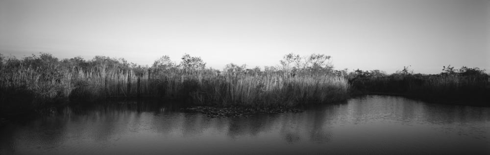 Tall grass at the lakeside Anhinga Trail Everglades National Park Florida USA Canvas Art - Panoramic Images (12 x 36)