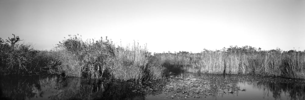 Tall grass at the lakeside Anhinga Trail Everglades National Park Florida USA Canvas Art - Panoramic Images (12 x 36)