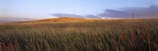 Tall grass in a field High Plains Cheyenne Wyoming USA Canvas Art - Panoramic Images (36 x 12)