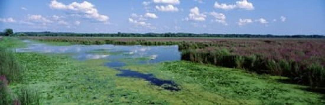 Tall grass in a lake Finger Lakes Montezuma National Wildlife Refuge New York State USA Canvas Art - Panoramic Images (18 x 6)