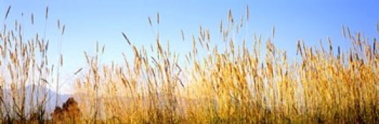 Tall grass in a national park Grand Teton National Park Wyoming USA Canvas Art - Panoramic Images (36 x 12)