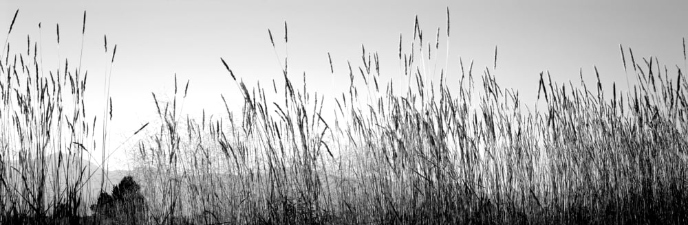 Tall grass in a national park Grand Teton National Park Wyoming USA Canvas Art - Panoramic Images (6 x 18)